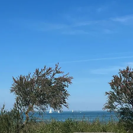 Des Pins Saint-Denis-dʼOléron