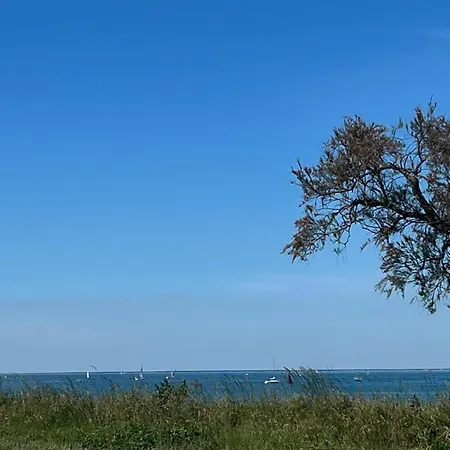 Des Pins Saint-Denis-d'Oleron