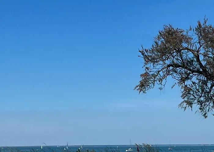 Des Pins Saint-Denis-dʼOléron