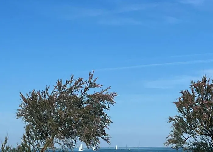 Des Pins Saint-Denis-dʼOléron